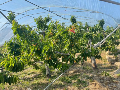 393a8977d52e4f84979fec224f26b993.png 393a8977d52e4f84979fec224f26b993.png